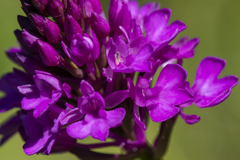 Orchidea piramidale - Anacamptis pyramidalis